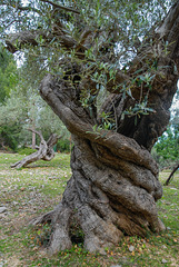 Olvenbaum mit bewegtem Leben