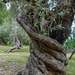 Olvenbaum mit bewegtem Leben