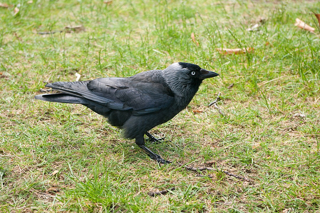 Jackdaw (Choucas des Tours) 1