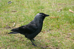 Jackdaw (Choucas des Tours)  2