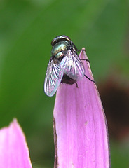 Fly on pink