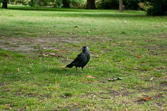 Jackdaw  (Choucas des Tours) 3