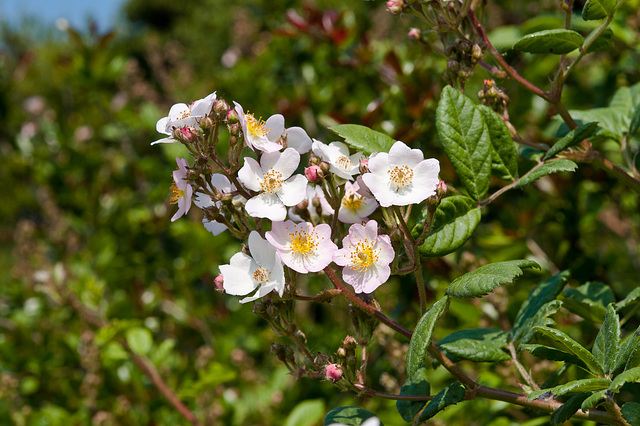 Kletterrose - 2011-04-28-_DSC6736