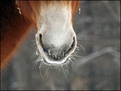 icey whiskers