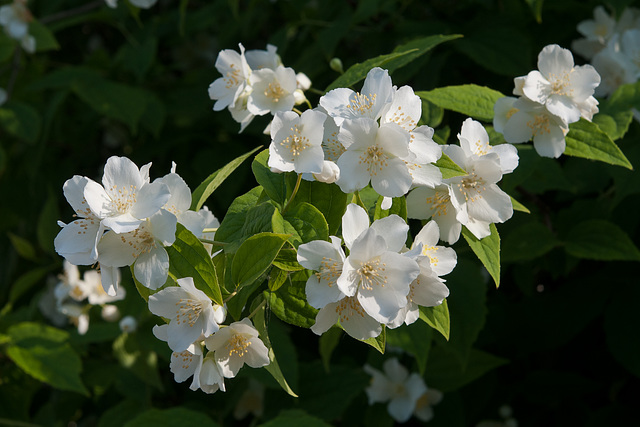 Philadelphus coronarius (s. ws.), Pfeifenstrauch, Zimtröschen - 2011-04-28-_DSC6738