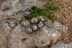 Schnecken auf Felsplatte bei Ebbe - 2011-04-29-_DSC6739