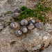 Schnecken auf Felsplatte bei Ebbe - 2011-04-29-_DSC6739