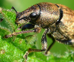 Vine Weevil. Otiorhynchus sulcatus