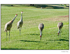 Sandhill Crane on the Lookout