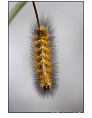Caterpillar in Macro