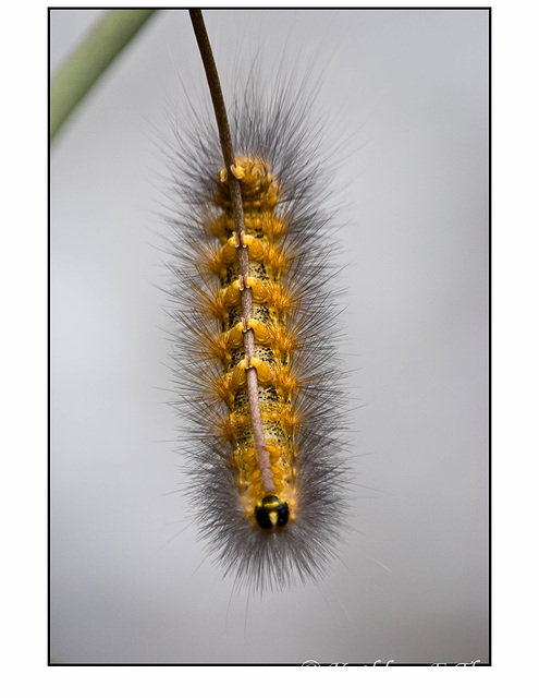 Caterpillar in Macro