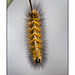 Caterpillar in Macro