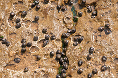 Schnecken auf Felsplatte bei Ebbe - 2011-04-28-_DSC6661