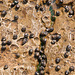 Schnecken auf Felsplatte bei Ebbe - 2011-04-28-_DSC6661