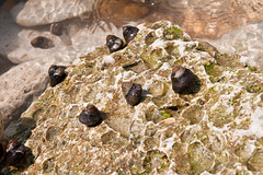 Schnecken auf Felsplatte bei Ebbe - 2011-04-28-_DSC6660