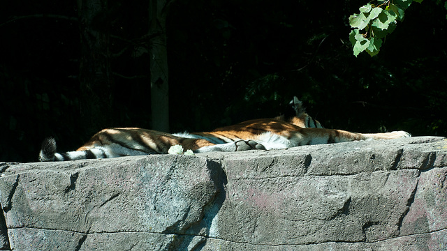 Amur-Tiger - 2011-08-31-_DSC2599