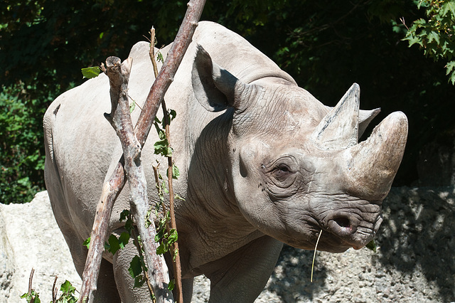 Nashorn - 2011-08-31-_DSC2583