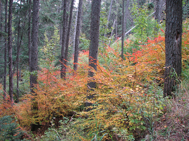 Blazing forest