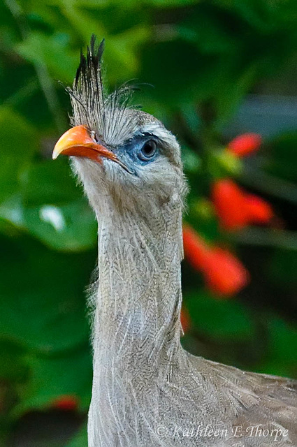 Red Legged Seriema with Hibiscus Bokeh