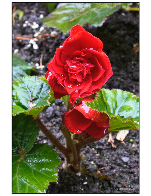 Red Rose with Rain