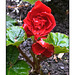 Red Rose with Rain