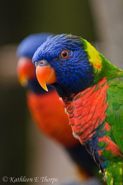 Lorikeets:  Me and My Shadow ...