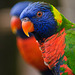 Lorikeets:  Me and My Shadow ...