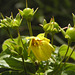 Fringed Loosestrife