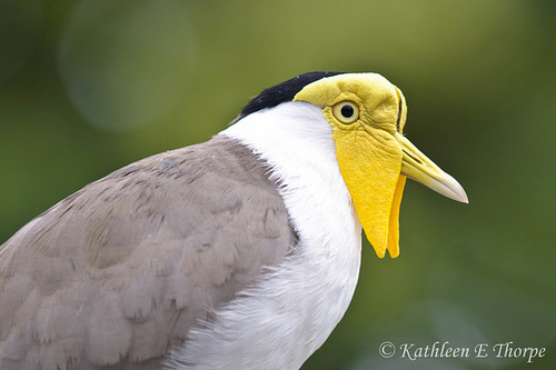 Masked Lapwing - Explore December 30, 2011 #136