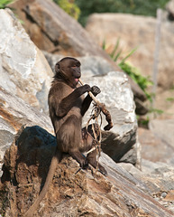 Dschelada, Theropithecus gelada - 2011-08-31-_DSC2489