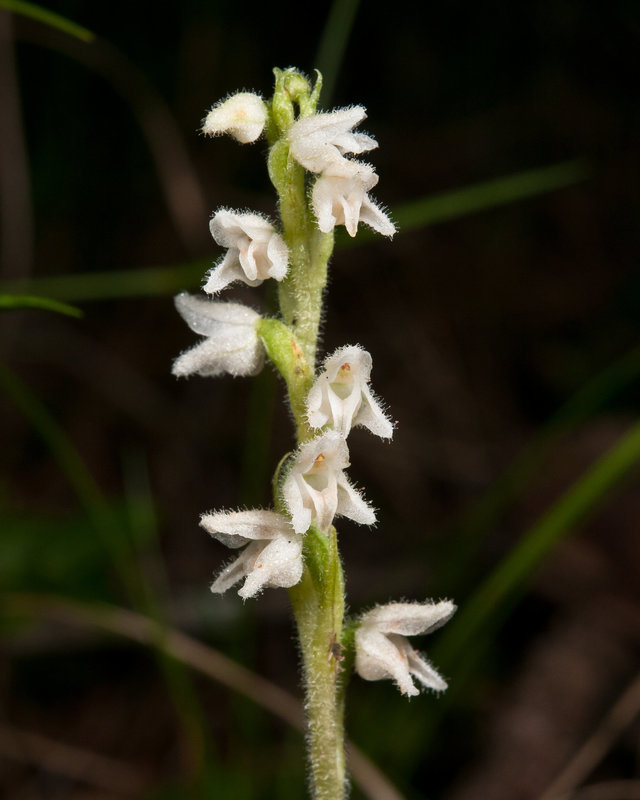 Moosorchis, Goodyera repens - 2011-08-17-_DSC1735