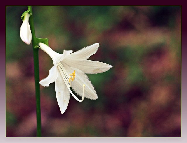 little white bloom