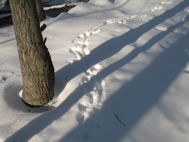 Pawprints & Shadows