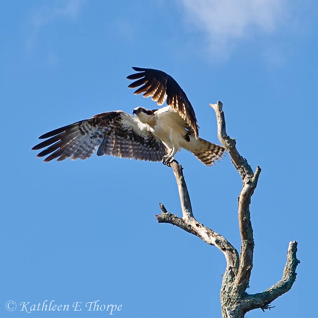 Osprey at Anastasia State Park