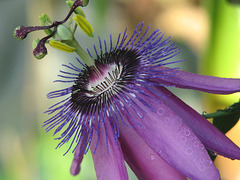 Passion Flower