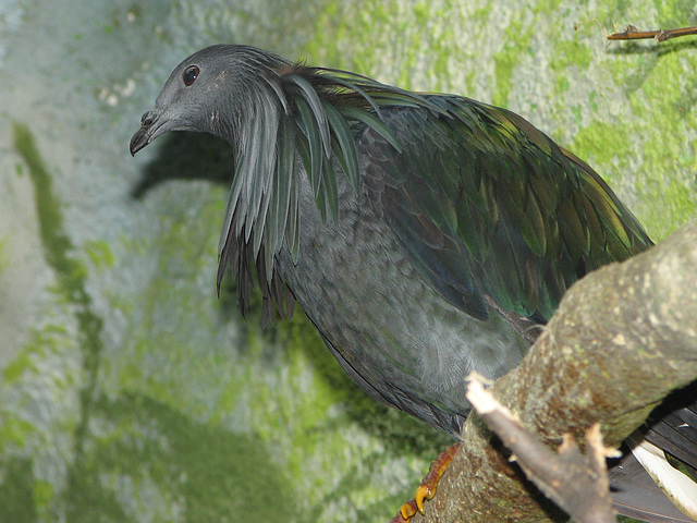 Nicobar Pigeon