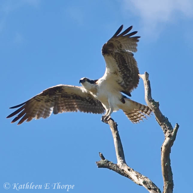 Osprey at Anastasia Island - Not the best, but all I had that day was a wide angle.