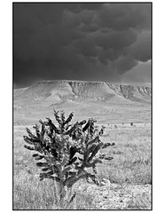 Couds and cactus in black and white