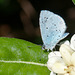 Faulbaum-Bläuling, Celastrina argiolus - 2011-04-29-_DSC6812