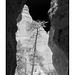 Ponderosa Pine, Kasha Ketuwe slot canyon in black and white