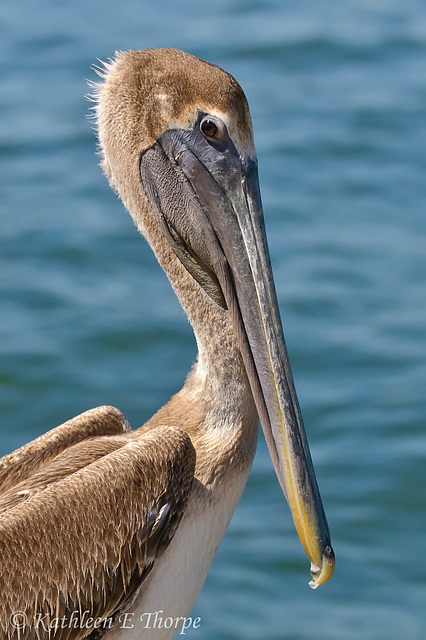 Brown Pelican Head Shot - A contact recommends viewing on large.