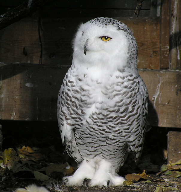 Snowy Owl