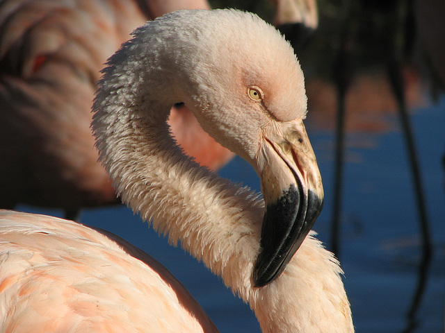 A little ruffled