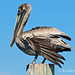 Brown Pelican Resting