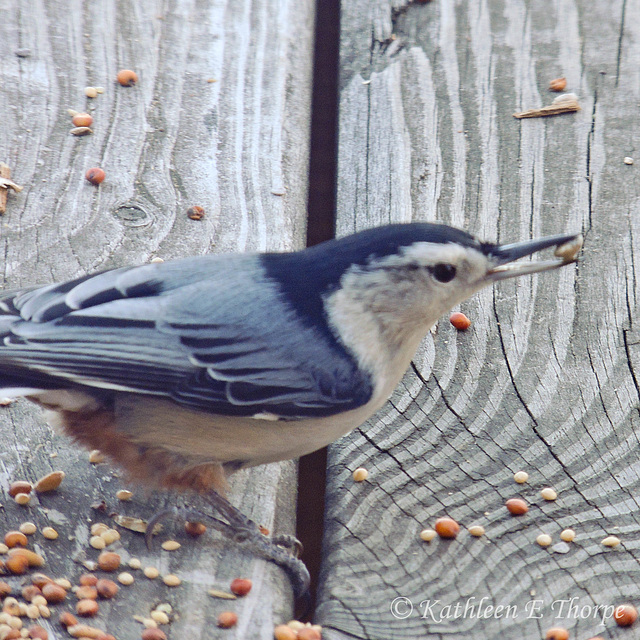 Lunch on the Deck - I had to shoot through a glass door, so not the best image.