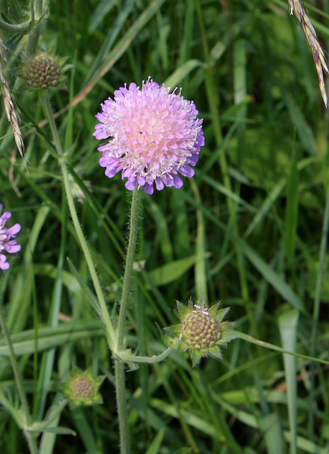 Knautia arvensis (2)