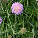 Knautia arvensis (2)