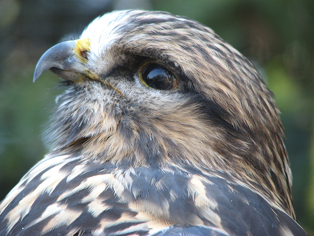 Hawk at the Zoo