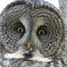 Great Gray Owl