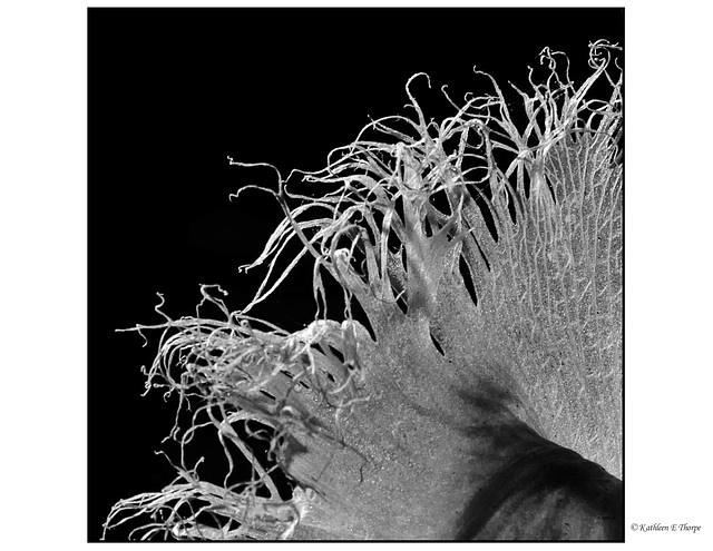 Orchid Petal Fringe in b&w